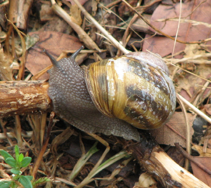 Helix  pomatia ??